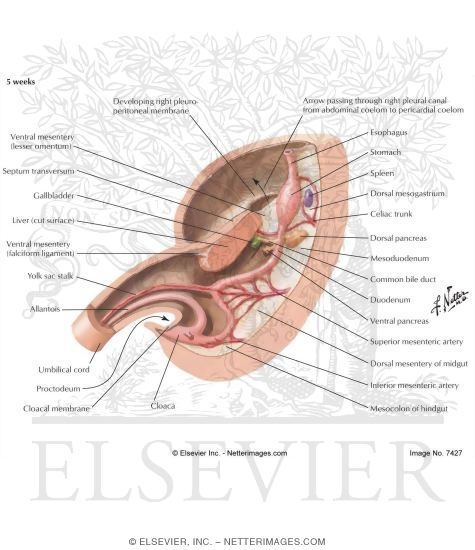 Foregut, Midgut, and Hindgut