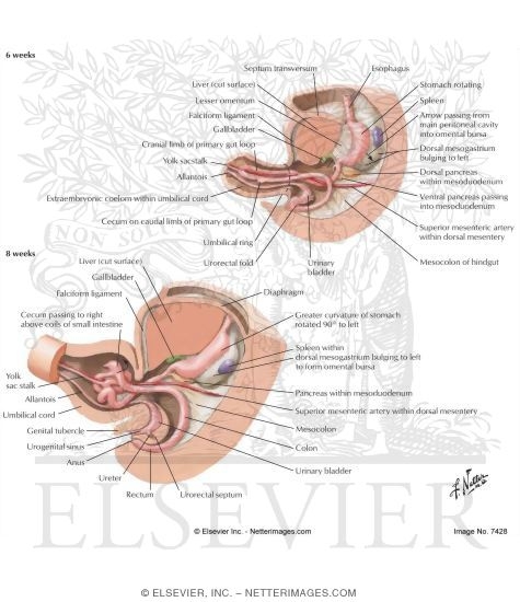 Foregut and Midgut Rotations