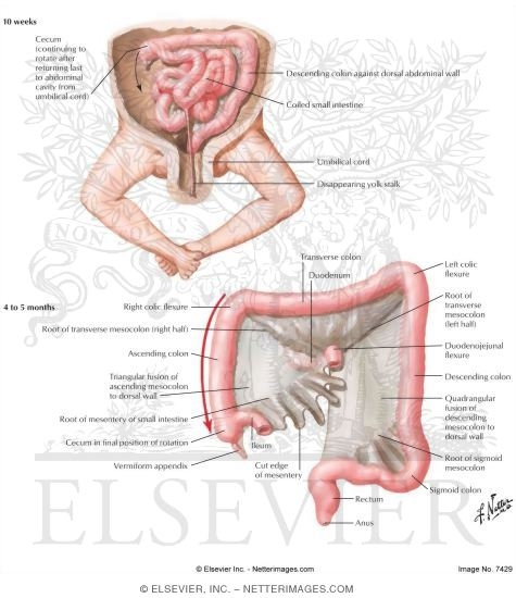Midgut Loop