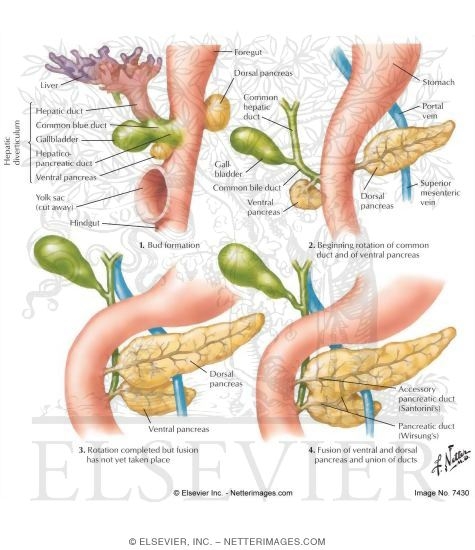 Abdominal Foregut Organ Development