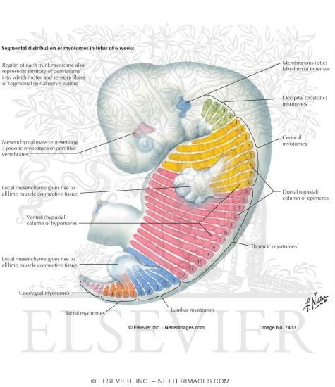 Watermarked preview of labeled image: Segmentation and Division of Myotomes