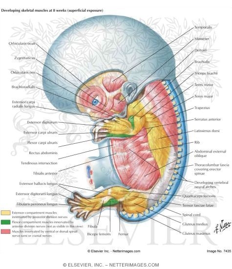 Watermarked preview of labeled image: Developing Skeletal Muscles