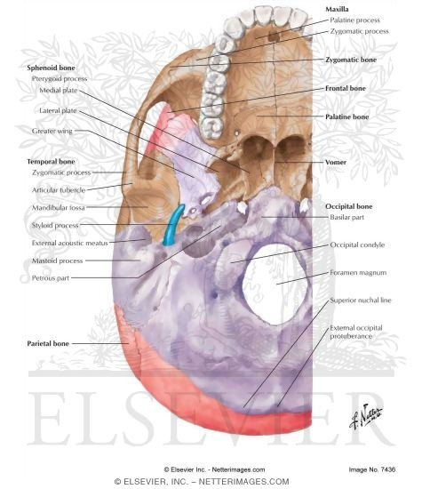 Watermarked preview of labeled image: Ossification of the Skull (Continued)