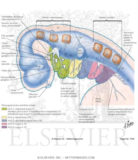 Watermarked preview of labeled image: Cranial Nerve Primordia