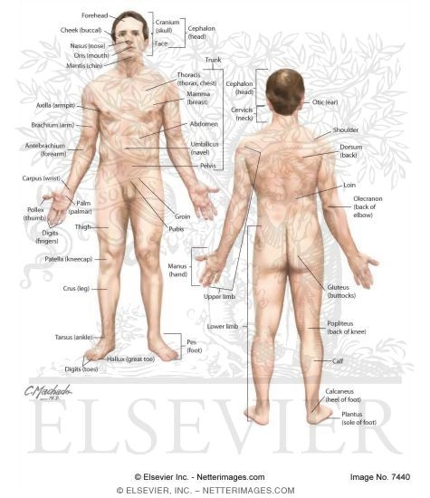 Anatomical Position of the Body