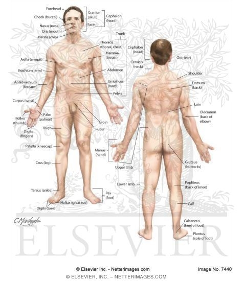 labeled anatomical position diagram