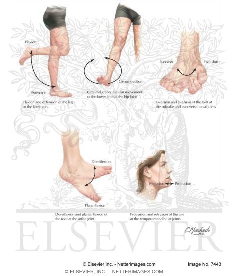 Flexion Extension
Terms of Movement