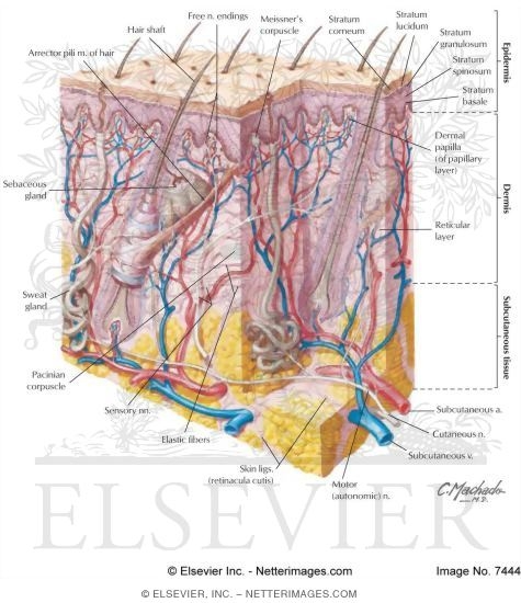 Cross Section of Skin