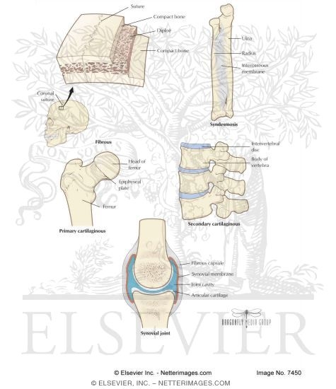 Watermarked preview of labeled image: Skeletal System: Types of Joint