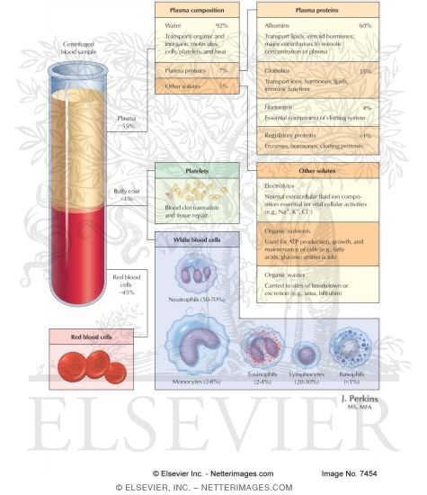 Watermarked preview of labeled image: Cardiovascular System: Composition of Blood