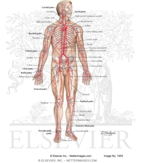 Arteries and Pulses