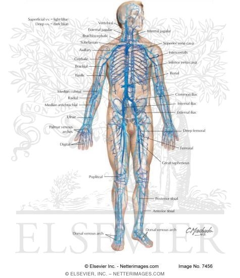 Major Veins of the Cardiovascular System