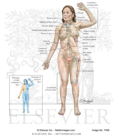 Lymphatic System: Organization