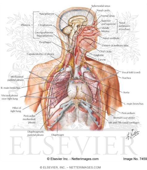 The Respiratory System