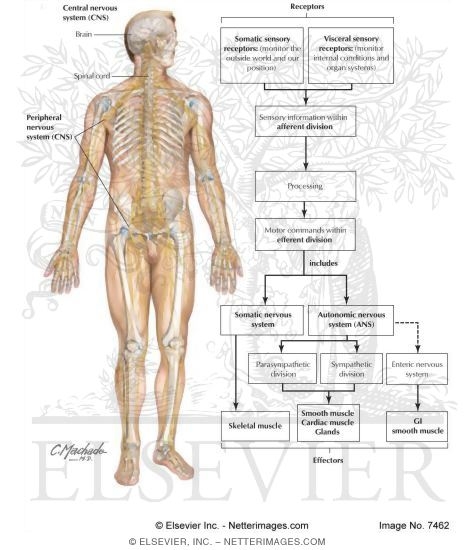 Nervous System: Organization