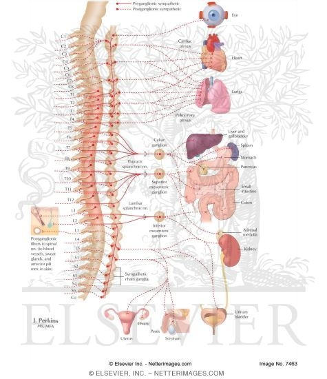Nervous System: Effects of the Sympathetic Division of the ANS
