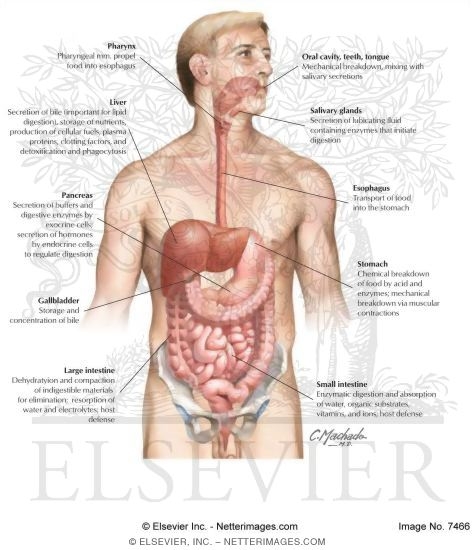 Watermarked preview of labeled image: Gastrointestinal System: Organization