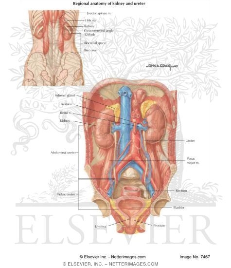Watermarked preview of labeled image: Urinary System: Organization