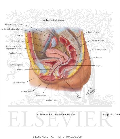 Reproductive System: Female Organs
