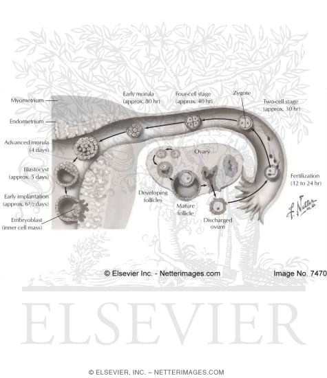 Watermarked preview of labeled image: Ovulation, Fertilization, and Migration Down the Uterine Tube
