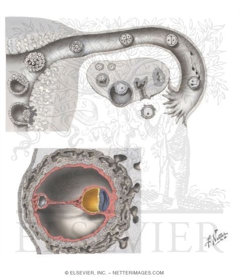 Watermarked preview of unlabeled image: Cell Division: The First Two Weeks