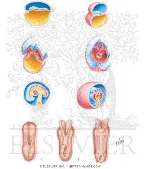 Folding of the Gastrula and Early Development of the Nervous System