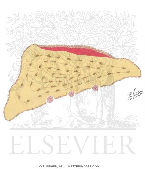 Composition of Lamellar Bone