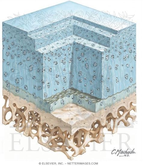 Watermarked preview of unlabeled image: Structure of Articular Cartilage