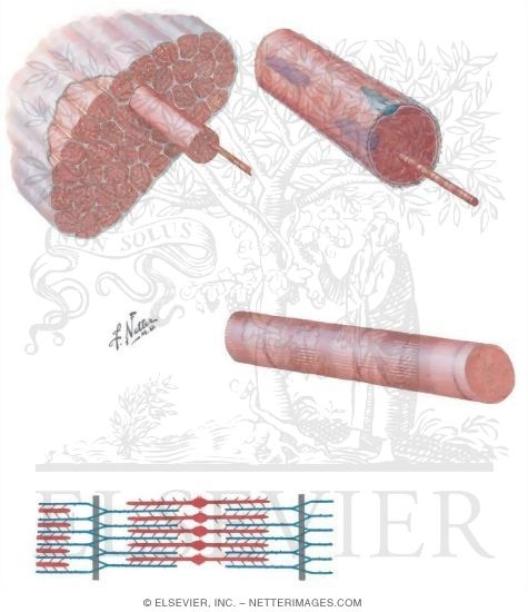 Watermarked preview of unlabeled image: Organization of Skeletal Muscle