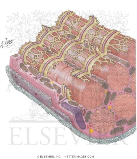 Watermarked preview of unlabeled image: Sarcoplasmic Reticulum and Initiation of Muscle Contraction