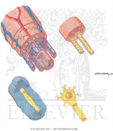 Watermarked preview of unlabeled image: Anatomy of Peripheral Nerve