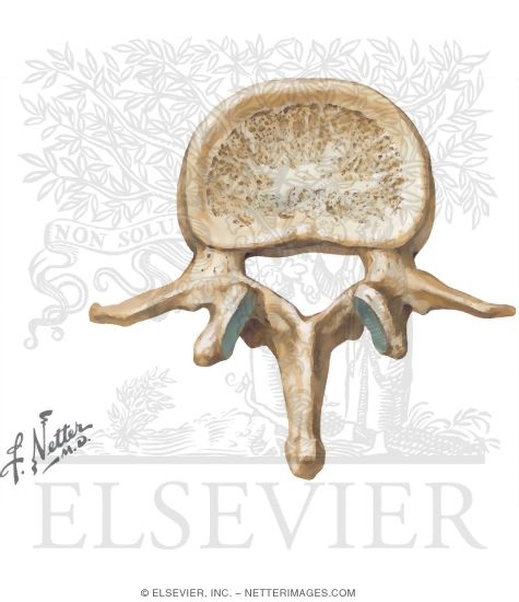Second Lumbar Vertebra