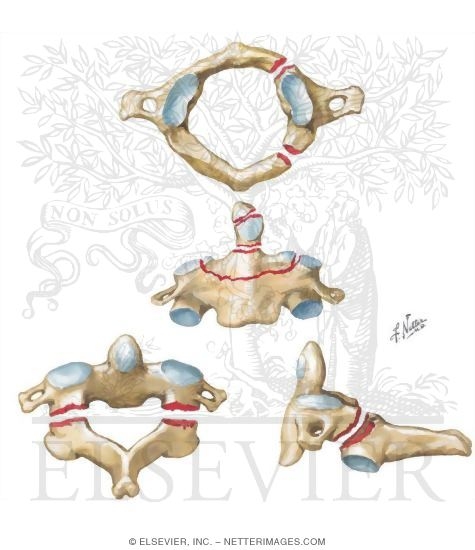 Cervical Fractures