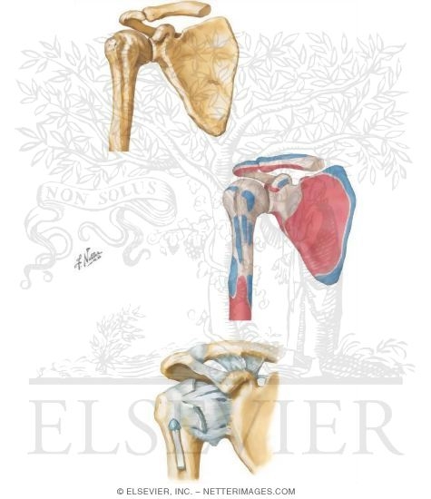Anterior View Scapula and Proximal Humerus
