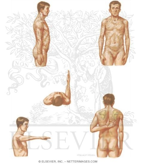 Shoulder Range of Motion