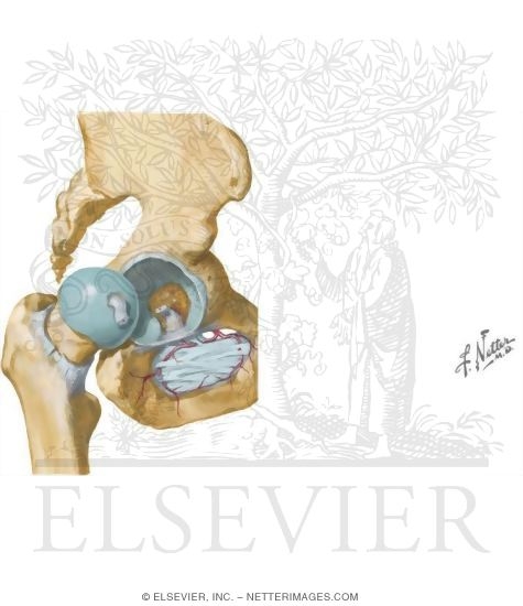 Hip Joint