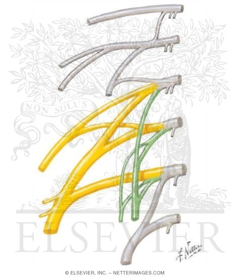 Lumbar Plexus