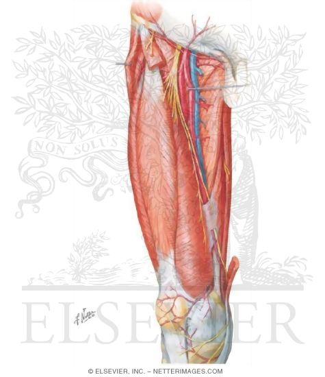 Arteries and Nerves of Thigh