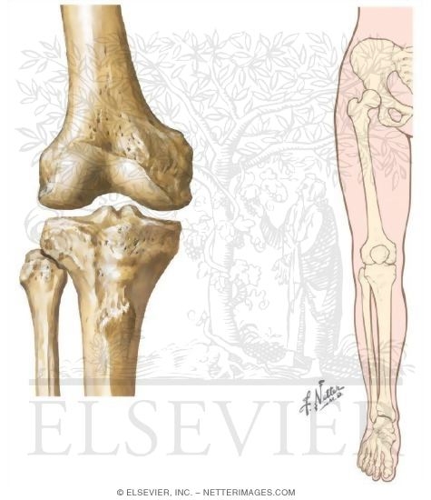 Anterior View of Knee and Hip-Knee-Ankle Mechanical Axis