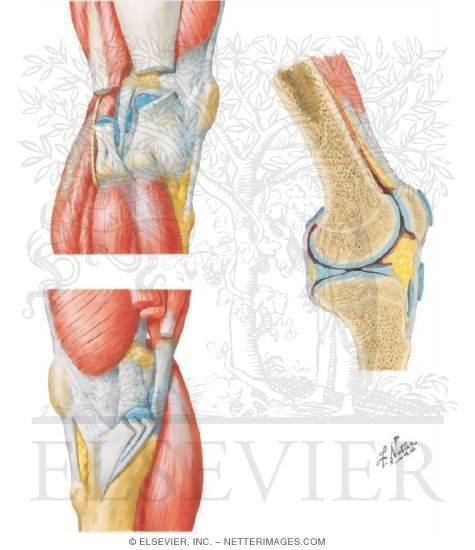 Medial and Lateral Views of  the Knee