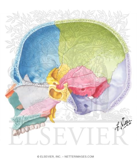 Skull: Midsagittal Section