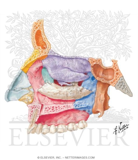 Lateral Wall of Nasal Cavity