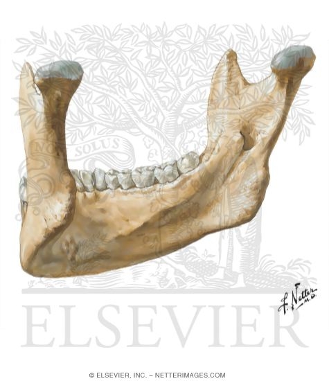 Watermarked preview of unlabeled image: Mandible