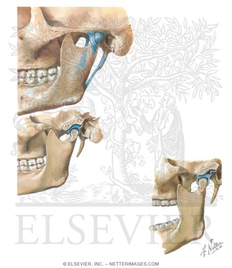Temporomandibular Joint
