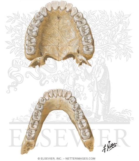 Watermarked preview of unlabeled image: Teeth