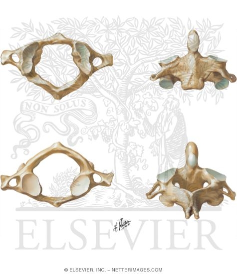 Cervical Vertebrae: Atlas and Axis