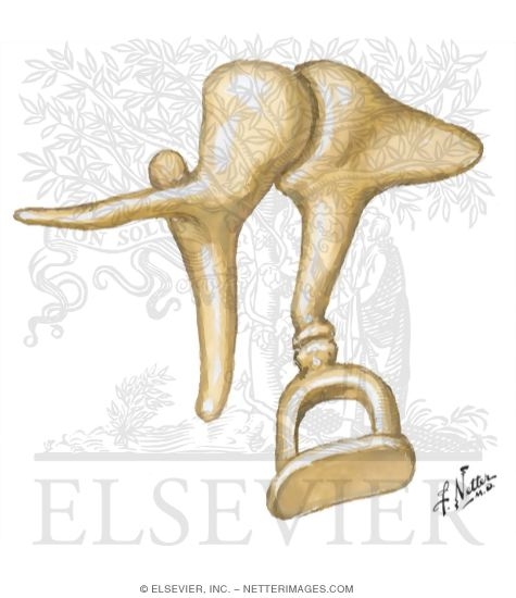 Auditory Ossicles