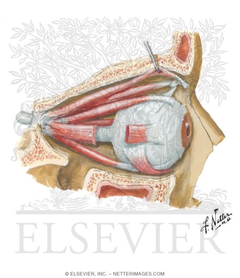 Extrinsic Eye Muscles