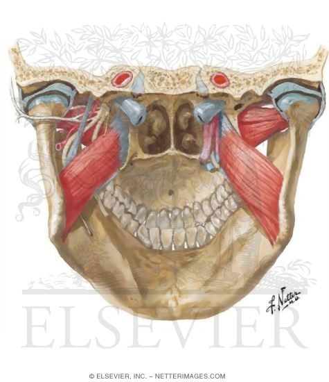 Watermarked preview of unlabeled image: Muscles Involved In Mastication