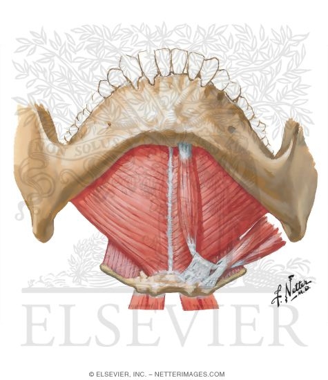 Floor of Mouth: Anteroinferior View